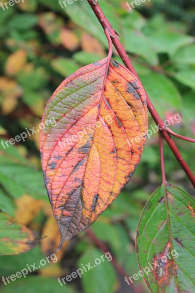 Boxer Shorts Leaf Colorful True Leaves Fall Foliage