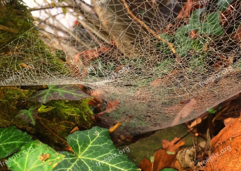 Autumn Animals Cobweb Free Photos