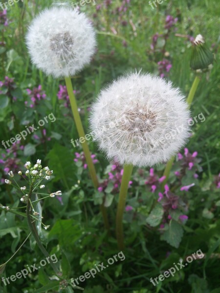 Dandelion Dandelions Summer Plant Fluff