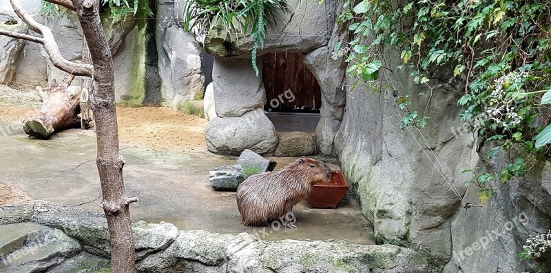 Capybara Zoo Familienzoo Zoo-animals Nature