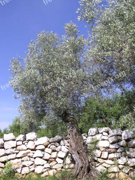 Olive Trees Nature Landscape Forest