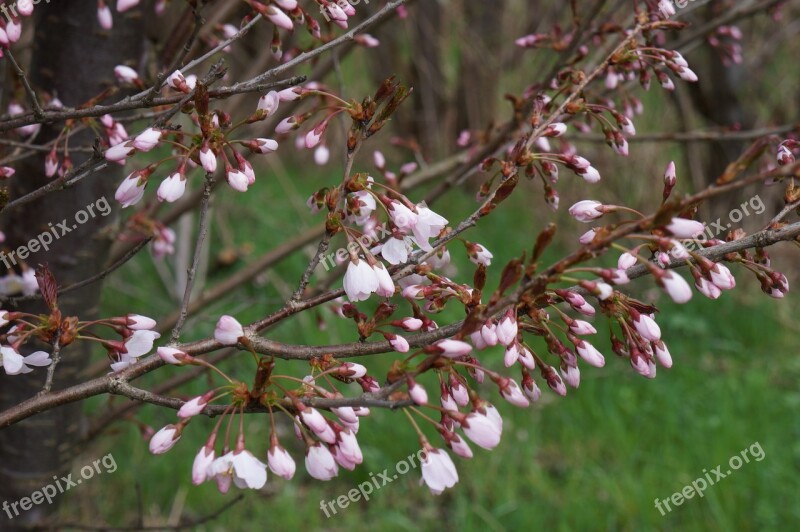 Cherry Blossom Japanese Cherry Wood Spring Free Photos