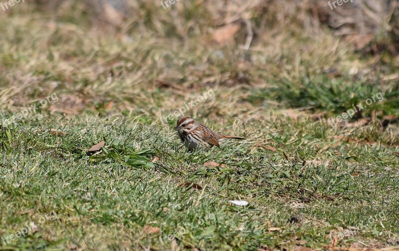 Song Sparrow Bird Animal Spring Searching For Food