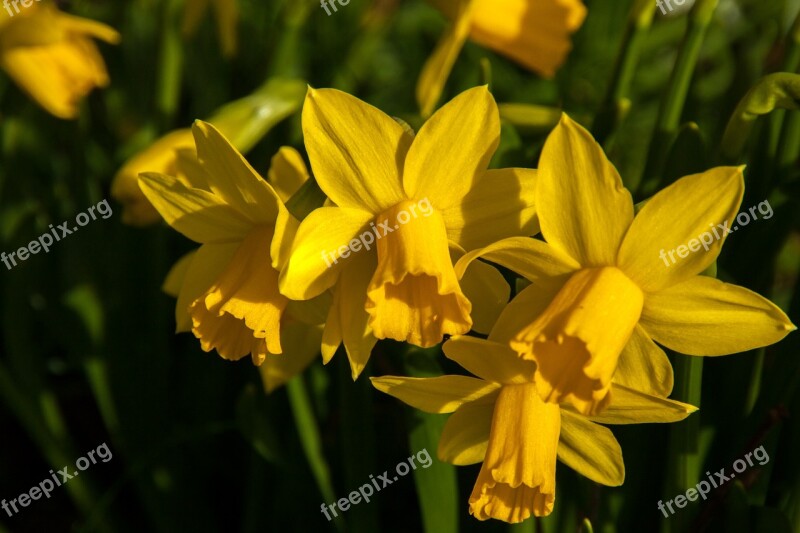 Narcissus Daffodil Easter Spring Blossom