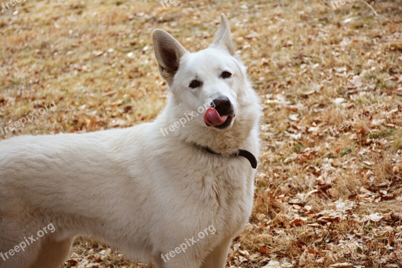 Dog Pose Lick The Language Of The White