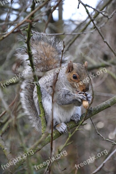 The Squirrel Gray Squirrel Animal Nature Autumn