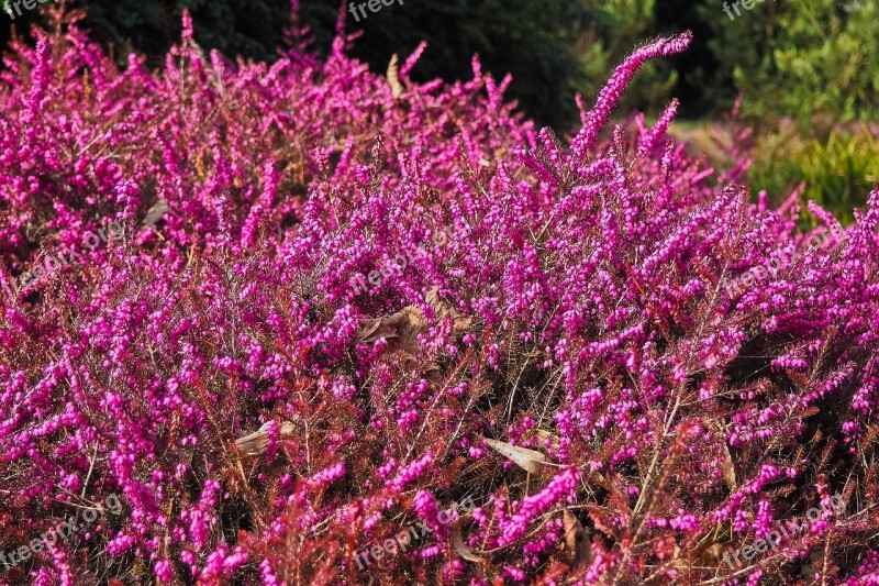 Heather Heide Nature Heathland Flowers