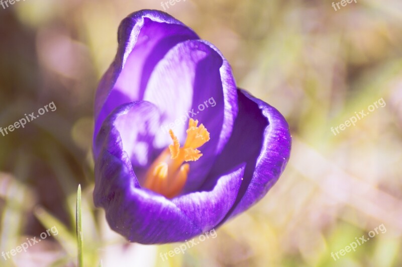 Crocus Flower Spring Nature Garden