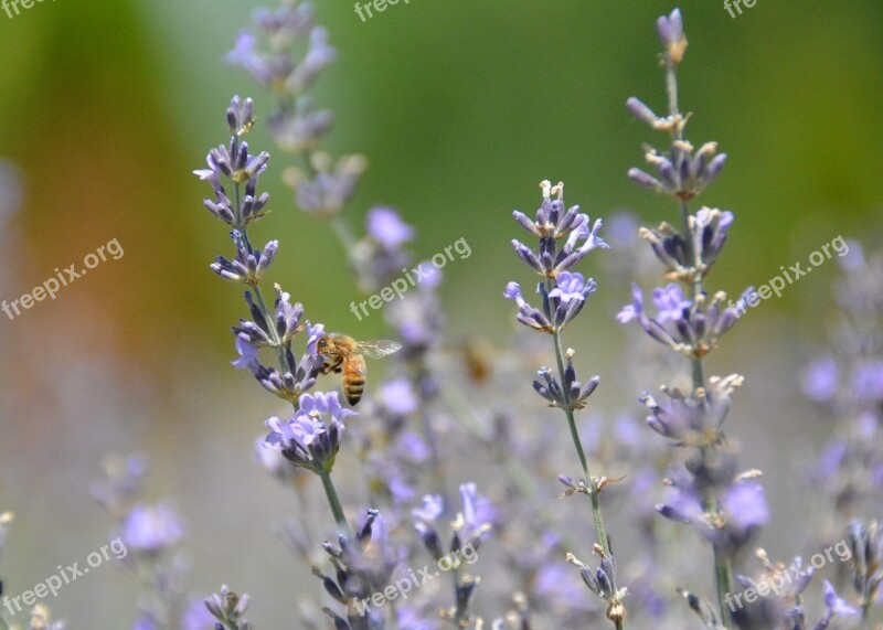 Honeybee Honey Bee Flower Purple