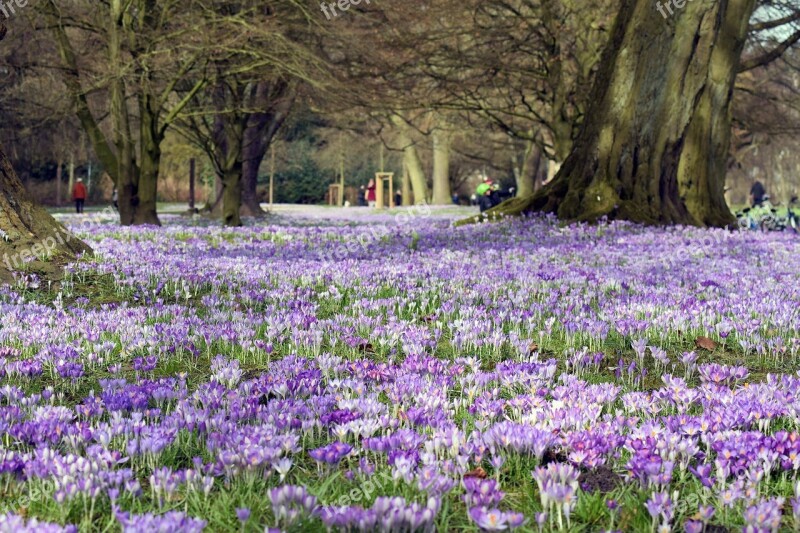 Blütenmeer Crocus Purple Park Free Photos