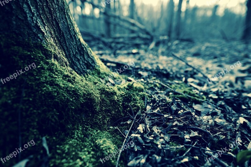 Forest Moss Tree Stump Tree Green