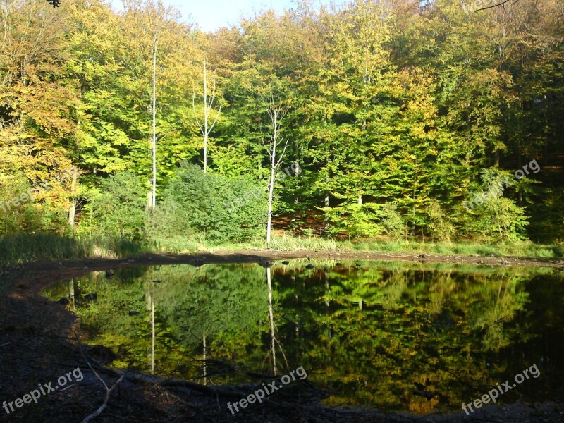 Forest Lake Lake Mirror Image Green Light