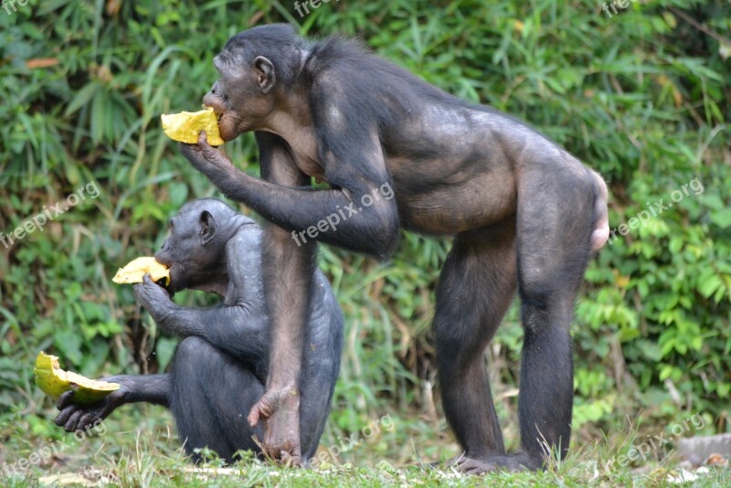 Bonobo Primate Ape Lola Ya Bonobo Congo