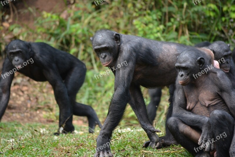 Bonobo Primate Ape Lola Ya Bonobo Congo