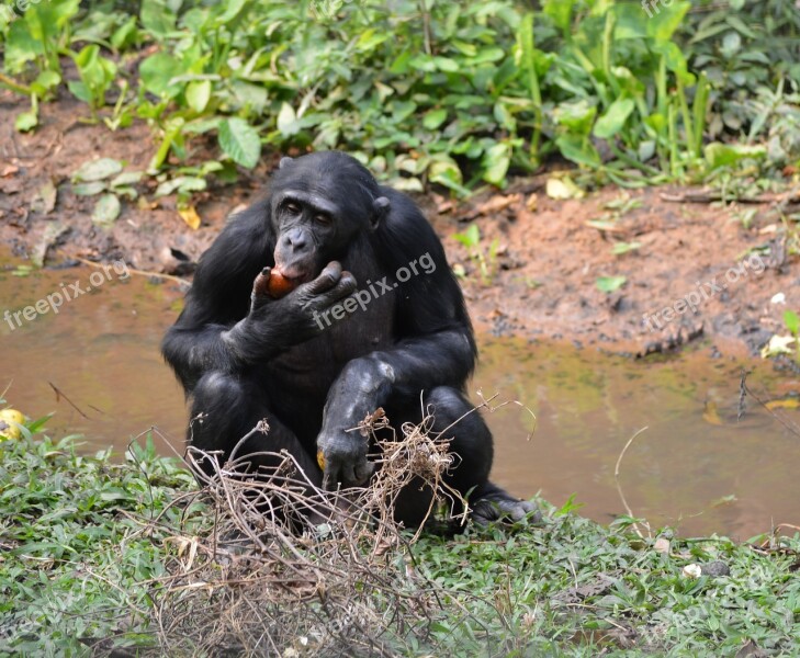 Bonobo Lola Ya Bonobo Democratic Republic Of Congo Kinshasa Africa