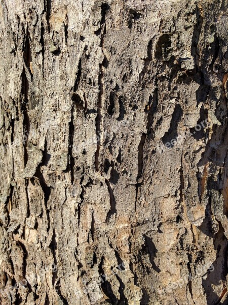 Bark Tree Bark Tree Wood Nature