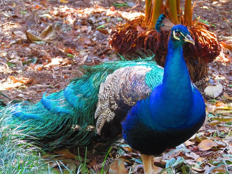 Peacock Bird Blue Nature Feather