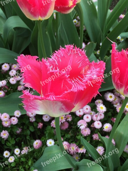 Bright Pink Flower Pink Flowers Floral