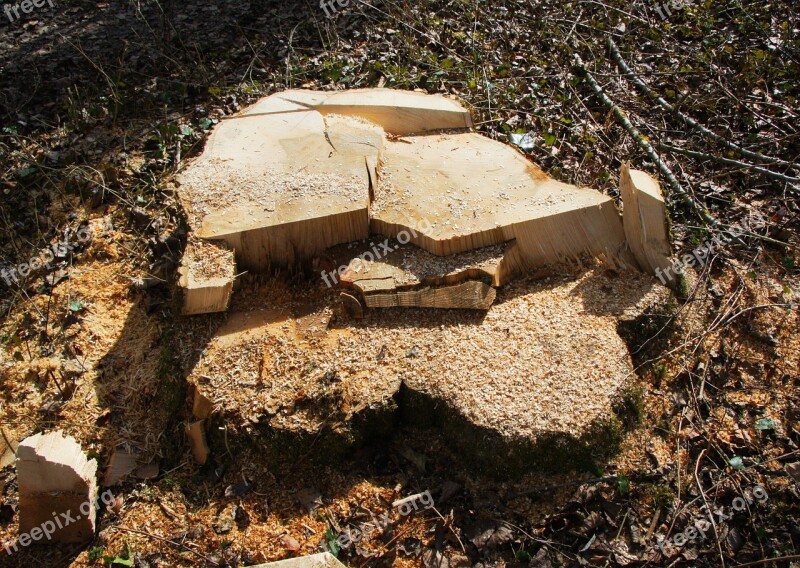 Sawed Off Tree Stump Like Destroyed Free Photos