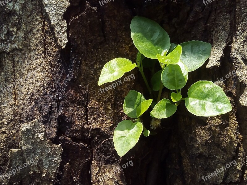 Tree Sapling The Amount Of The Light Plant Growth