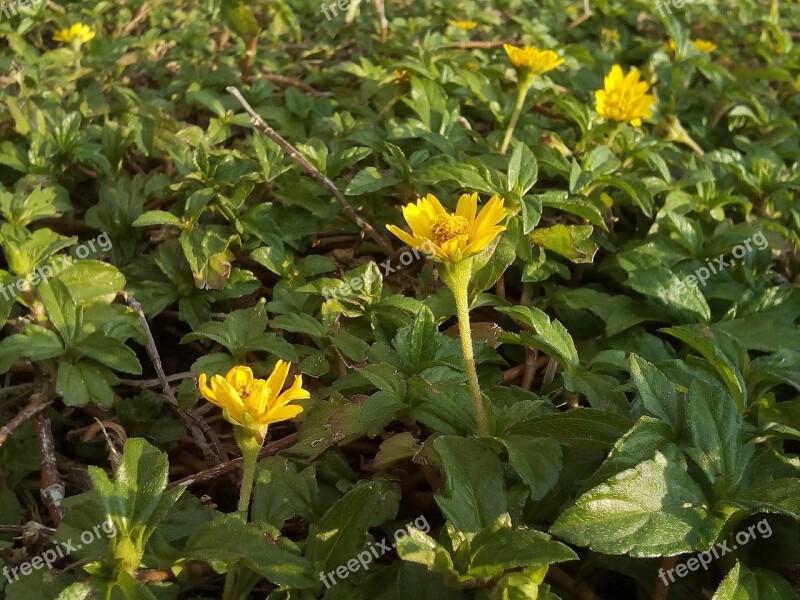 Dasie Flower Yellow Daisy Flowering Grass Yellow Bloom