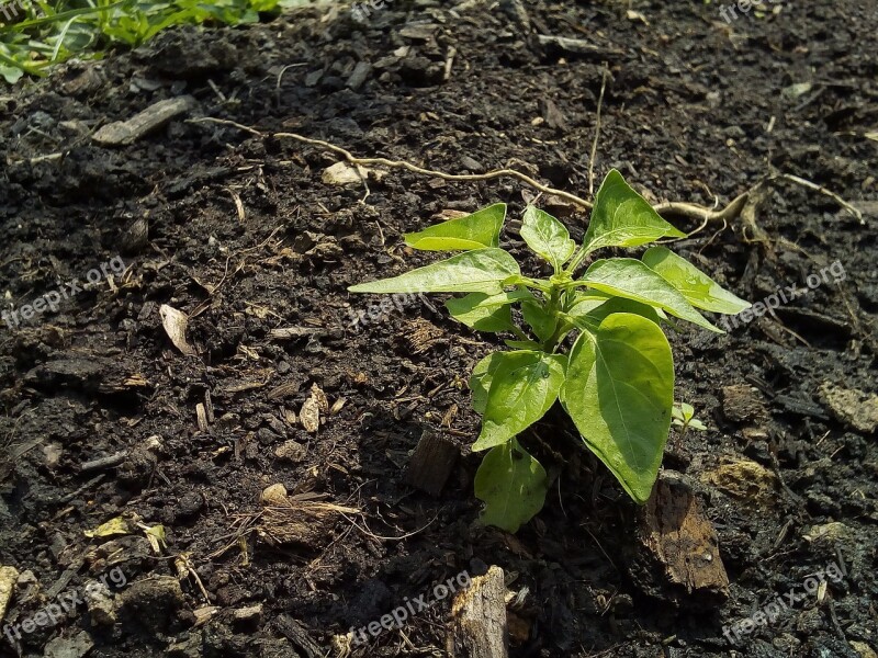 Tree Sapling Cultivating Soil Plant