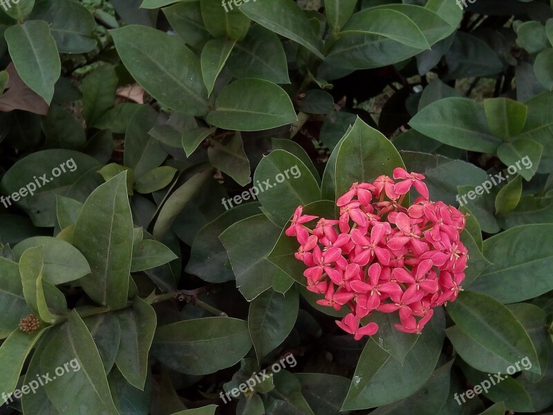 Flowers Flower Pin Red Flowers Pink Flowers Bush