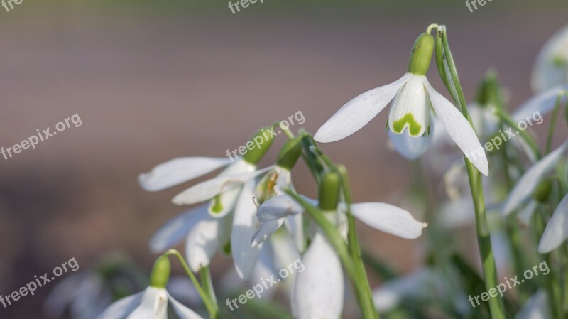 Snowflake Spring Flower Plant Nature