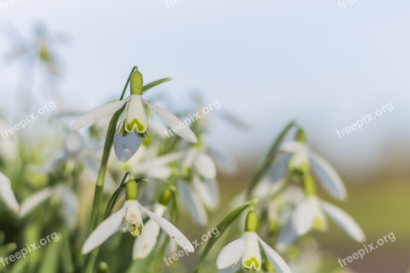 Snowflake Flower Green Nature Spring