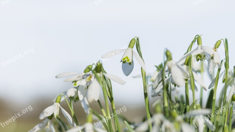 Snowflake Spring Flower Plant Nature