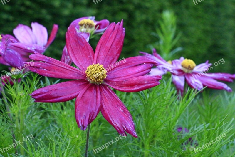 Bloom Pink Close-up Flower Plant Purple Pink Full Bloom