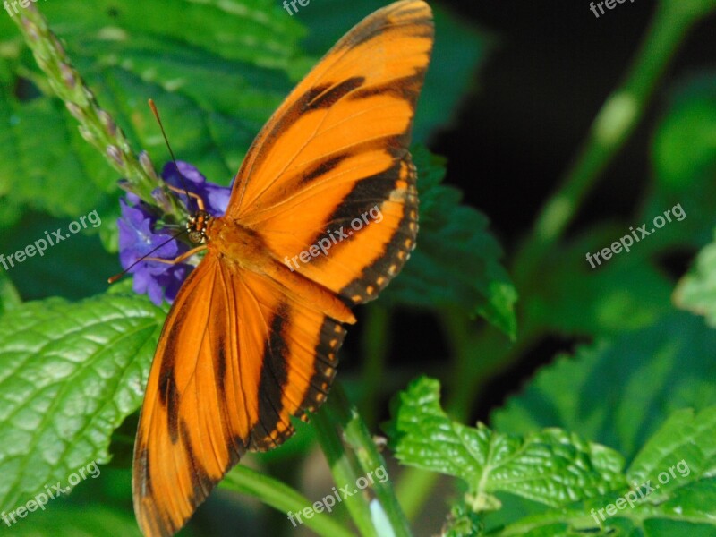 Butterfly Leaf Nature Green Brightly Colored