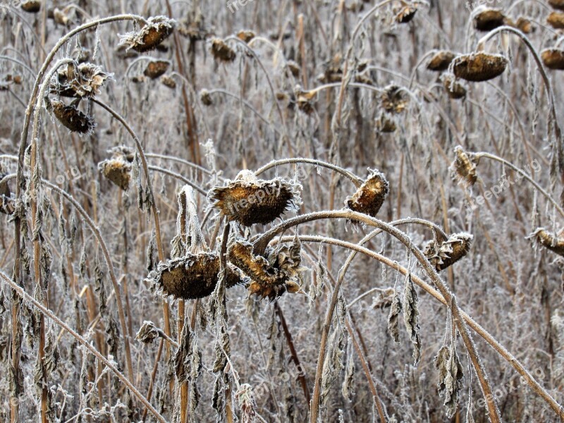 Sunflower Frost Field Winter Magic Hoarfrost