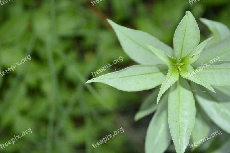 Macro Photography Macro Nature Photography Green