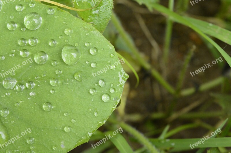 Green Leaf Leaf With Water Nature Environment Macro