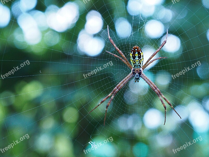 Spider Bug Insect Legs Scary