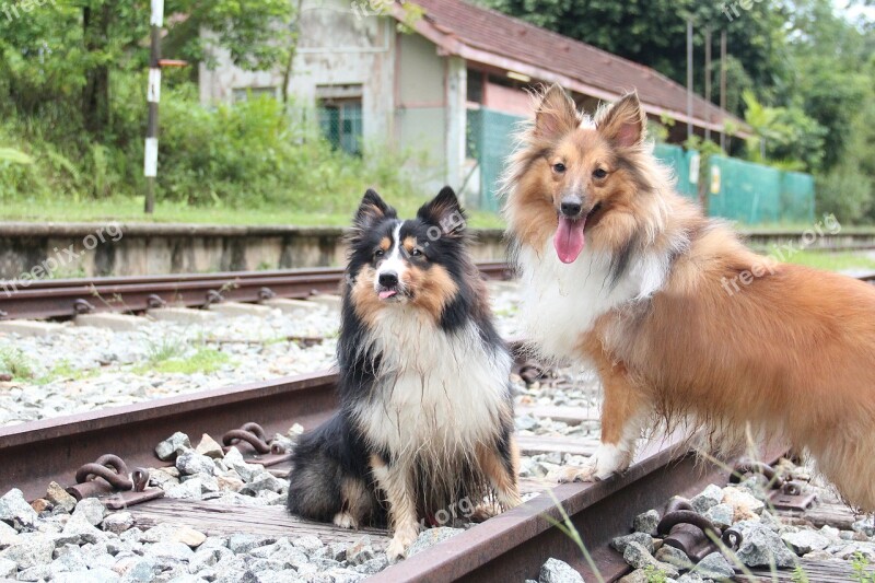 Shetland Sheepdog Otrain Track Shelties Dog Free Photos