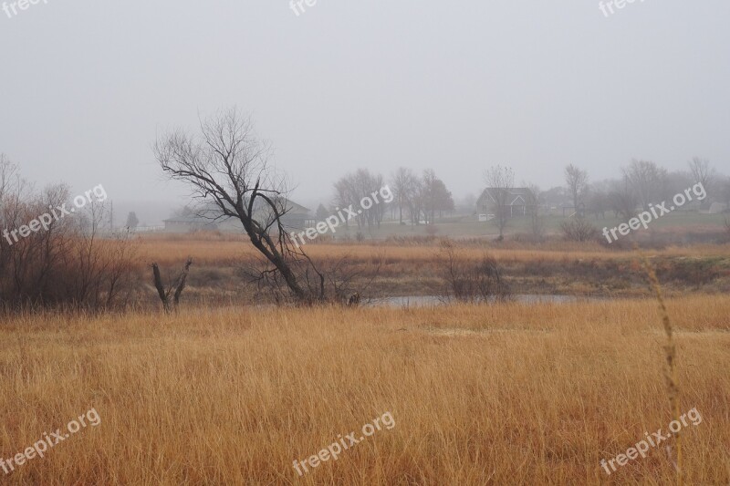 Tilted Tree Bog Nature Fog