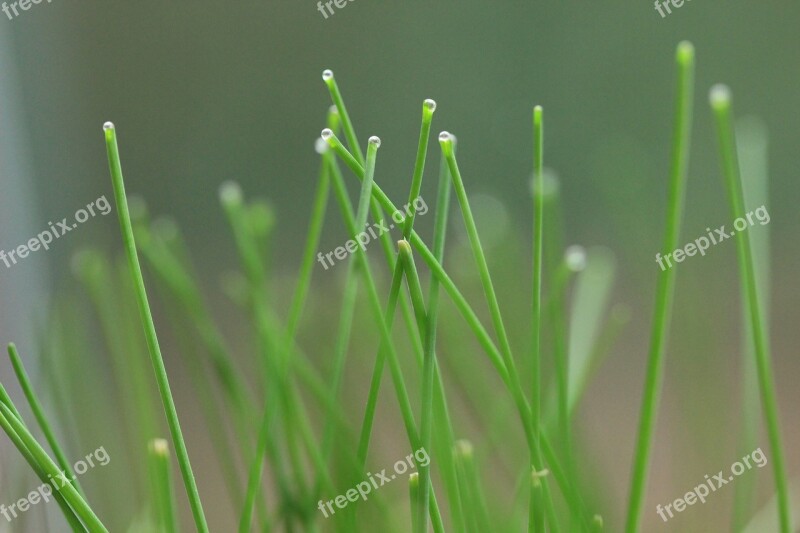 Chive Detail Food Herb Green