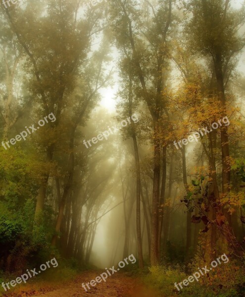 Forest Trees Nature Spring Forest Road