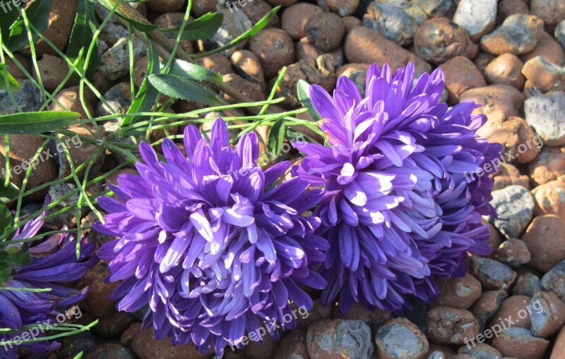 Asters Flowers Purple Closeup Free Photos