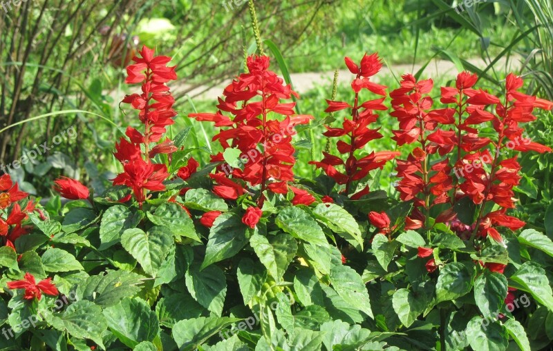 Salvia Flowers Red Flower Bed Summer Flowers