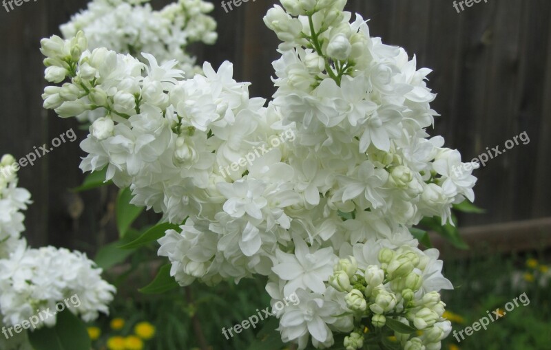 Lilac Flowers Shrub White Green