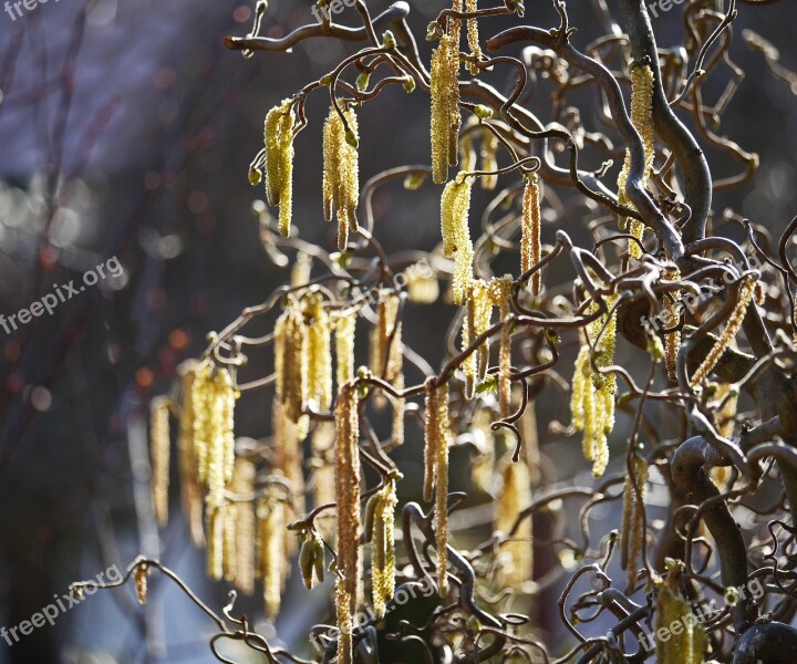 Lamb's Tail Corkscrew Hazel Spring Backlighting Home Garden