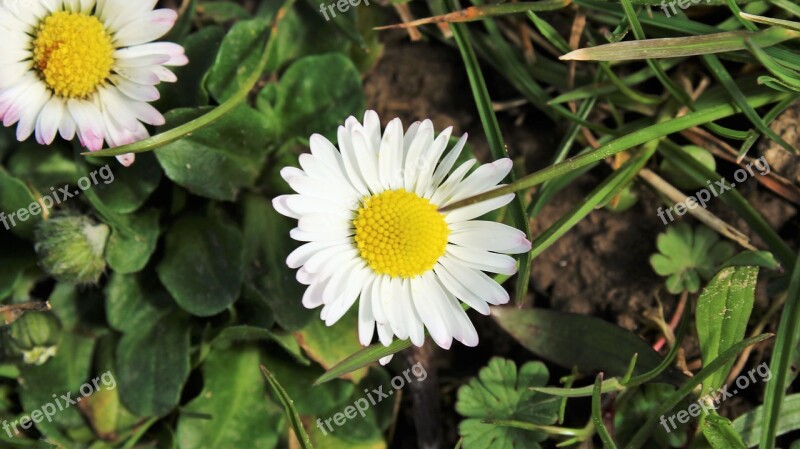 Daisy Nature Flower Plant Garden