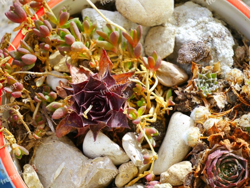 Succulent Pot Stones Thick Sheet Greenhouse Roof Houseleek