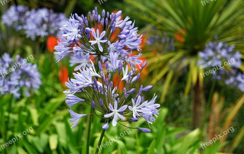 Agapanthus Flower Purple Jewelry Lilies Greenhouse Summer Blue Jewelry Lily