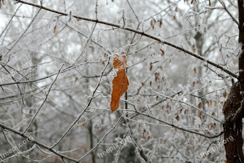 Frost Ice Needles Cold Frozen Iced