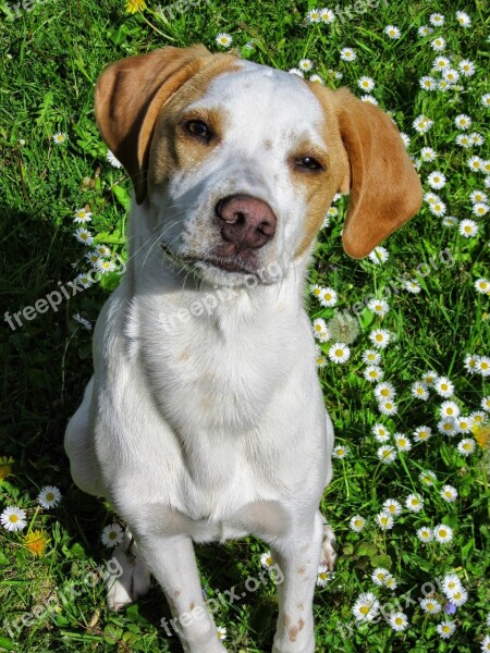 Dog Meadow Attentive Dog Dog Portrait Sweet