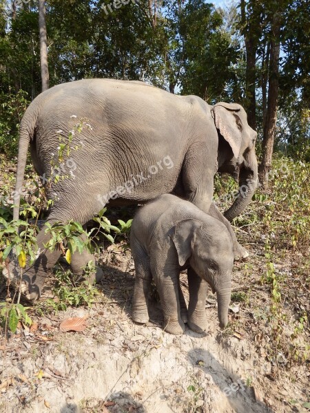 Elephant Baby Elephant Pachyderm Wilderness Animals